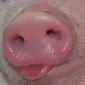 پُب هَفتاد و پنج